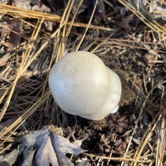 Calvatia craniiformis