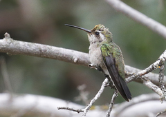 Cynanthus latirostris