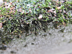 Orthotrichum diaphanum