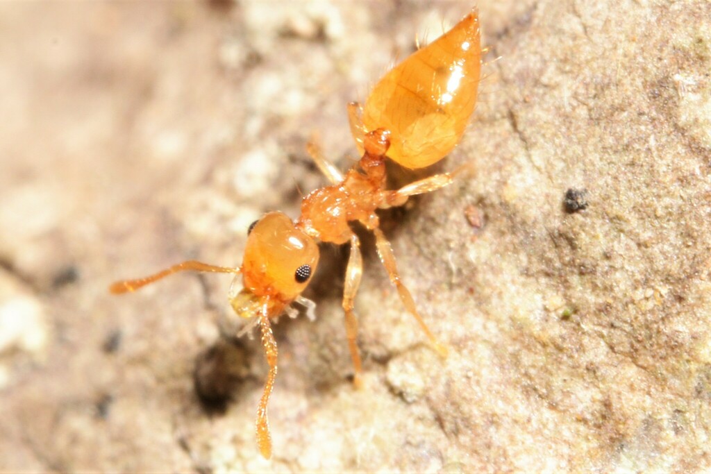 Forest Floor Yellow Acrobat Ant