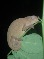 Furcifer polleni