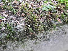 Orthotrichum diaphanum