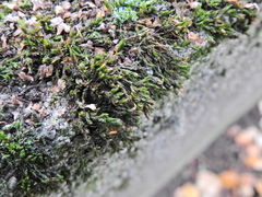 Orthotrichum diaphanum