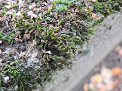 Orthotrichum diaphanum