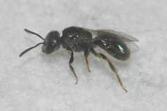 Lasioglossum imitatum