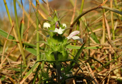 Bellardia trixago