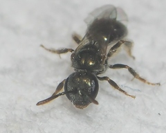 Lasioglossum imitatum