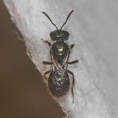 Lasioglossum imitatum
