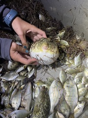 Sphoeroides maculatus