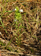 Bellardia trixago