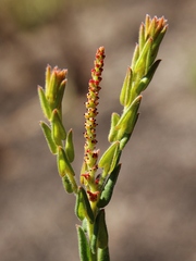 Microstachys ditassoides