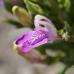 Justicia sarothroides