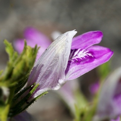 Justicia sarothroides