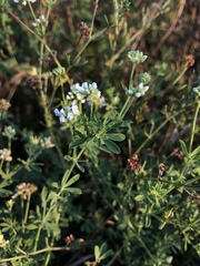 Dorycnium