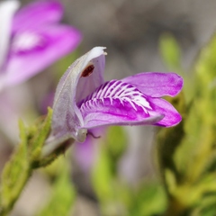Justicia sarothroides