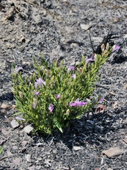 Justicia sarothroides