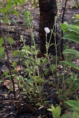 Cyanocephalus desertorum