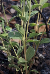 Cyanocephalus desertorum