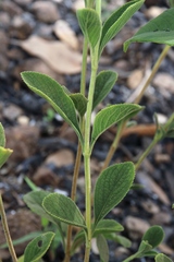 Cyanocephalus desertorum