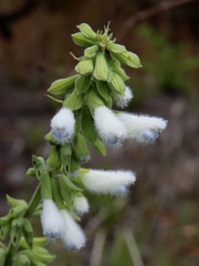 Salvia tomentella