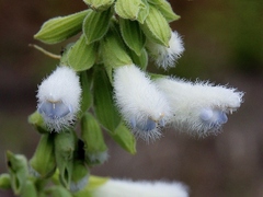 Salvia tomentella