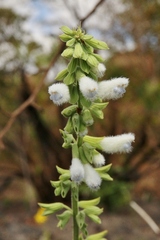 Salvia tomentella