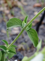 Salvia tomentella