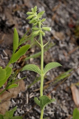 Salvia tomentella