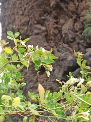 Bombus terrestris canariensis