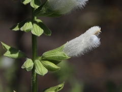 Salvia tomentella