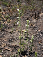 Salvia tomentella