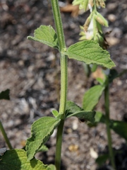 Salvia tomentella
