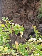 Bombus terrestris canariensis