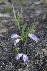 Clitoria guianensis