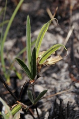Clitoria guianensis