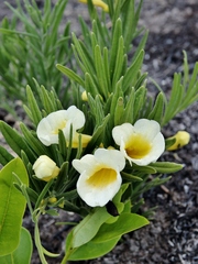 Anemopaegma arvense