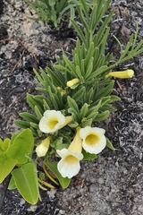 Anemopaegma arvense
