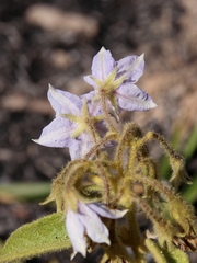 Solanum subumbellatum