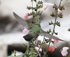 Cynanthus latirostris
