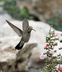 Cynanthus latirostris