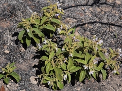 Solanum subumbellatum