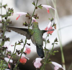 Cynanthus latirostris