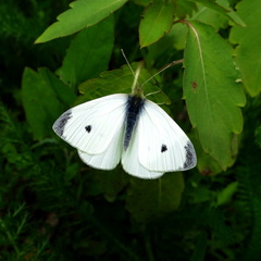 Pieris rapae