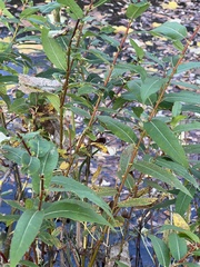 Salix eriocephala