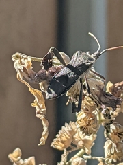 Leptoglossus oppositus