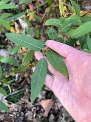 Salix eriocephala