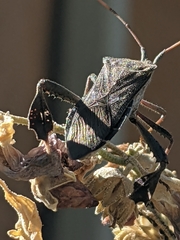 Leptoglossus oppositus