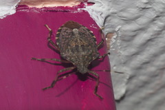 Halyomorpha halys