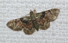 Gymnoscelis derogata