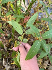 Salix eriocephala